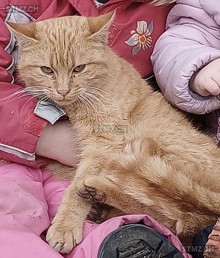 Scharii — Hauskatze ♀, Missing since 22.04.2026, Rothenburg (LU)
