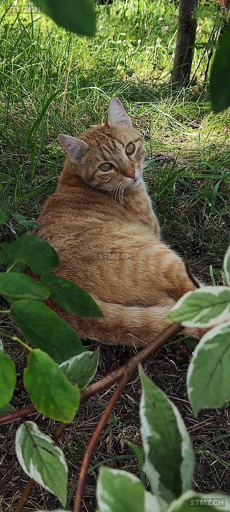 Alex — Hauskatze ♂, Missing since 19.04.2026, Oberhofen am Thunersee (BE)