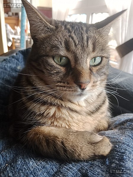 Nina — Hauskatze ♀, Missing since 22.04.2026, Arlesheim (BL)