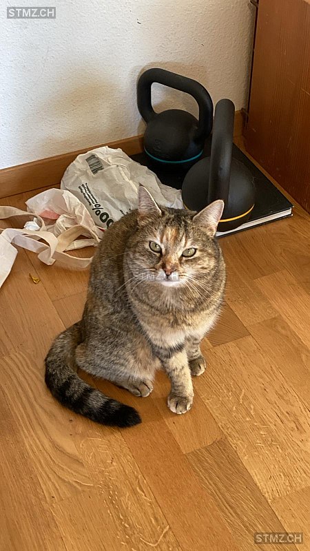 Gini — Hauskatze ♀, Missing since 21.04.2026, Würenlos (AG)