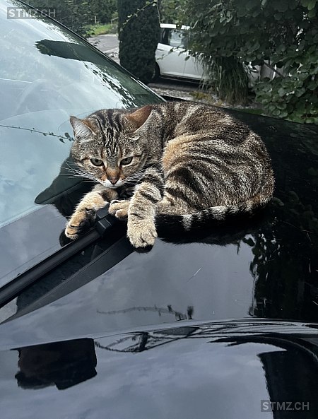 Kira — Hauskatze ♀, Missing since 16.04.2026, Heimberg (BE)