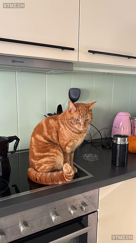 Cicciolino — Hauskatze ♂, Missing since 22.04.2026, Wattenwil (BE)