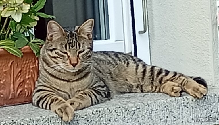 Lemmy — Hauskatze ♂, Missing since 21.04.2026, Burgistein (BE)