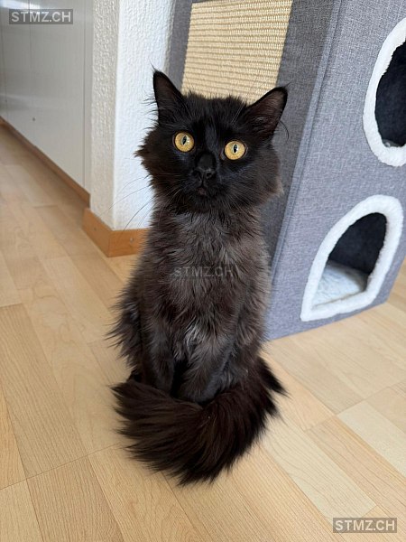 Tobias — Hauskatze ♂, Missing since 23.04.2026, Münsingen (BE)