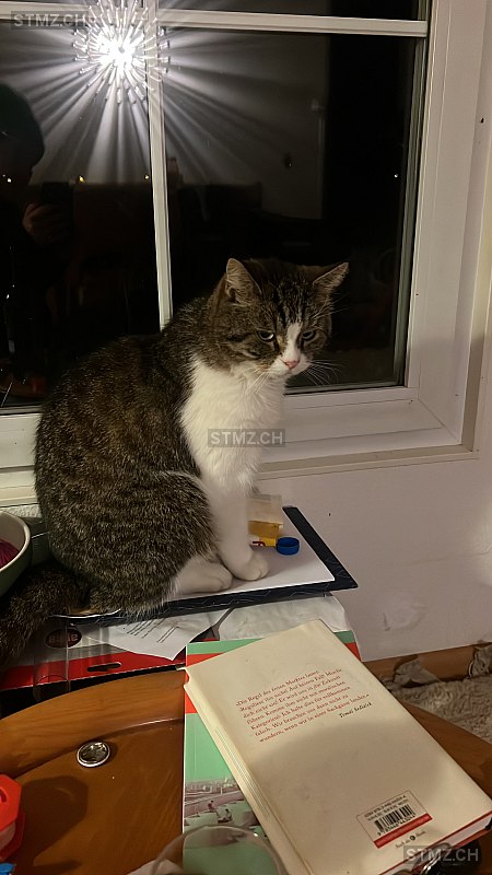 Emil — Hauskatze ♂, Missing since 17.04.2026, Basel (BS)
