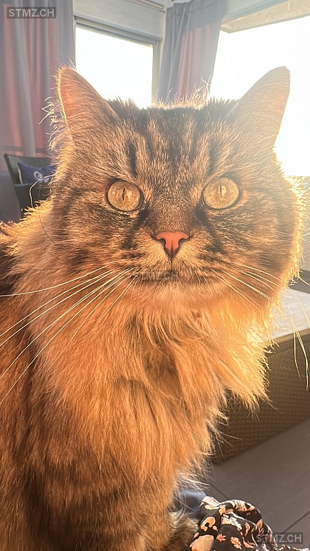 Smoothie — Hauskatze ♂, Missing since 22.04.2026, Buchrain (LU)