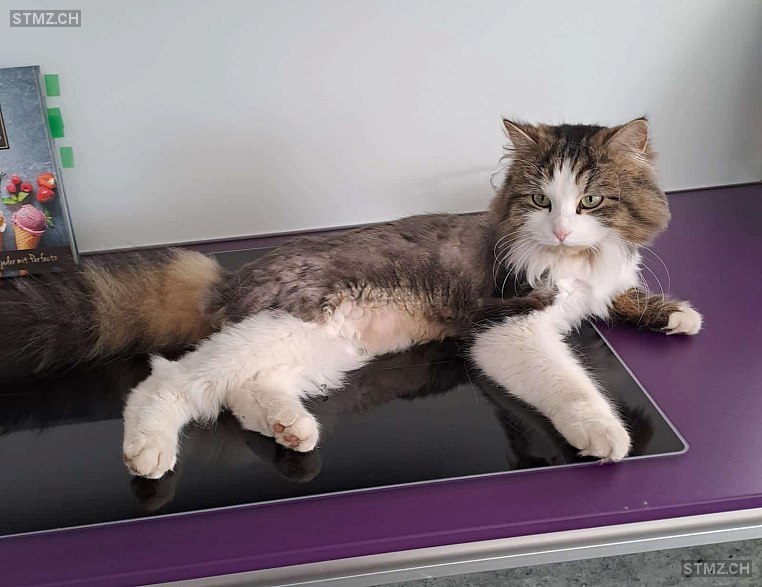 Lill Elly — Hauskatze ♀, Missing since 23.04.2026, Attiswil (BE)