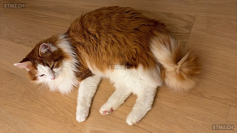 Mero — Hauskatze ♂, Missing since 20.04.2026, Rafz (ZH)