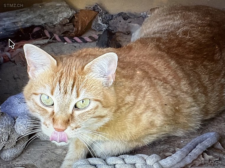 Ninja — Katze ♀, Missing since 22.04.2026, Genève (GE)