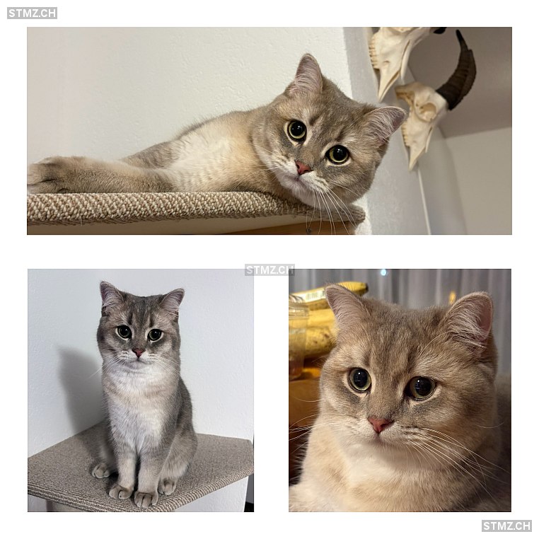 Charlie — British Kurzhaar ♂, Missing since 23.04.2026, Cazis (GR)