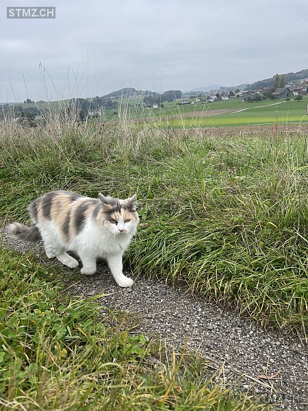 Loumi — Hauskatze ♀, Missing since 17.04.2026, Ueberstorf (FR)
