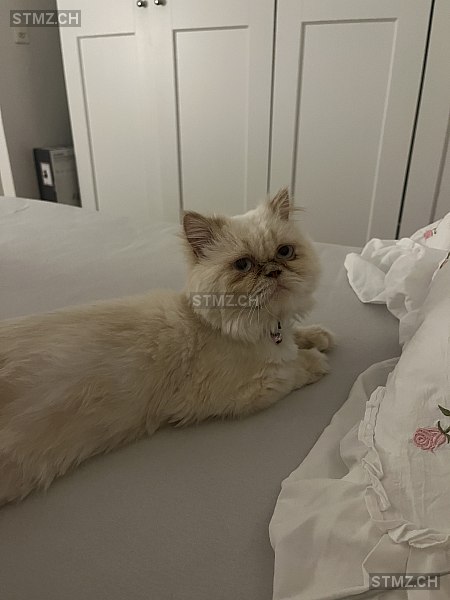Ricky — Perser ♂, Missing since 24.04.2026, Meilen (ZH)