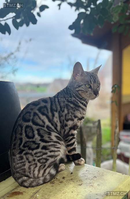 Enea — Bengalen ♀, Missing since 22.04.2026, Oberwil BL (BL)