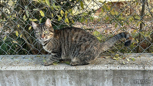 Plume — Hauskatze ♀, Missing since 14.04.2026, Meinier (GE)