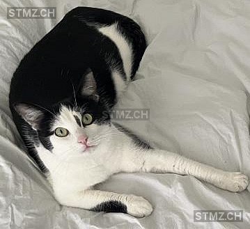 Mila — Hauskatze ♀, Missing since 19.04.2026, Brügg BE (BE)