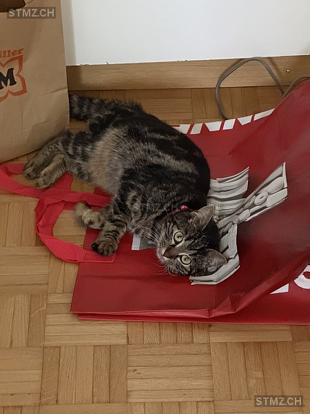 Mia — Hauskatze ♀, Missing since 24.04.2026, Langenthal (BE)
