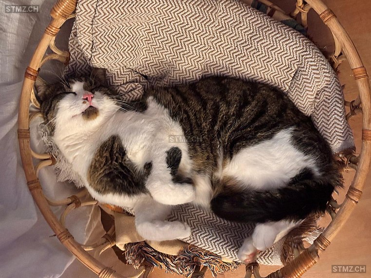 Piky — Hauskatze ♂, Missing since 19.04.2026, Menziken (AG)