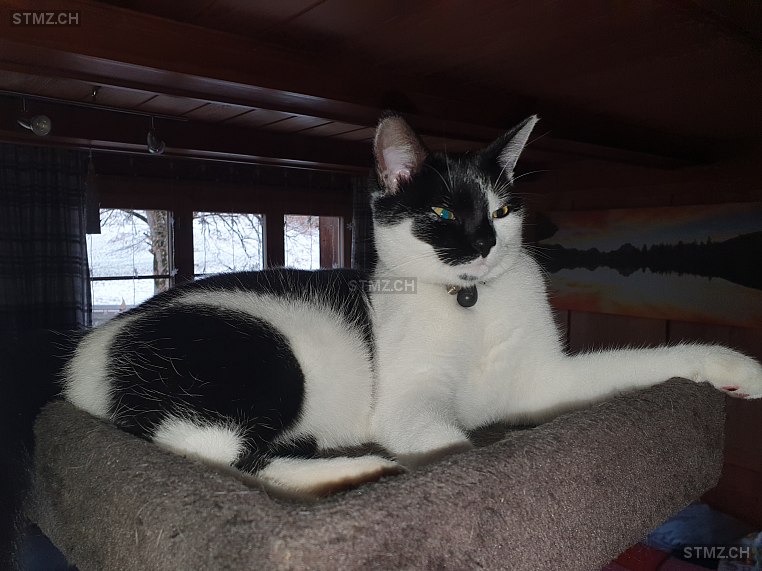 Fläckli — Hauskatze ♀, Missing since 20.04.2026, Sternenberg (ZH)