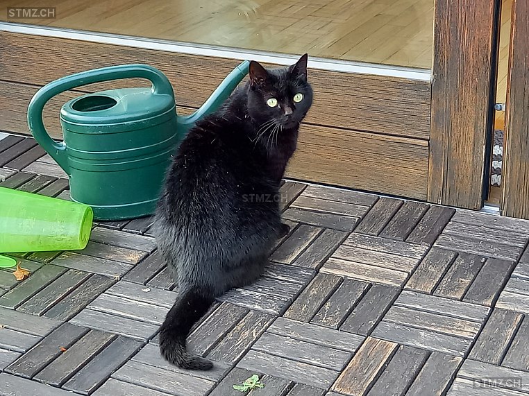 Skadi — Hauskatze ♀, Missing since 24.04.2026, Wil 1 SG (SG)
