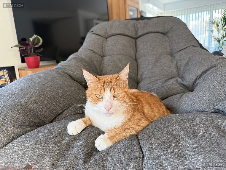 Tysen — Hauskatze ♂, Missing since 22.04.2026, Dornach (SO)
