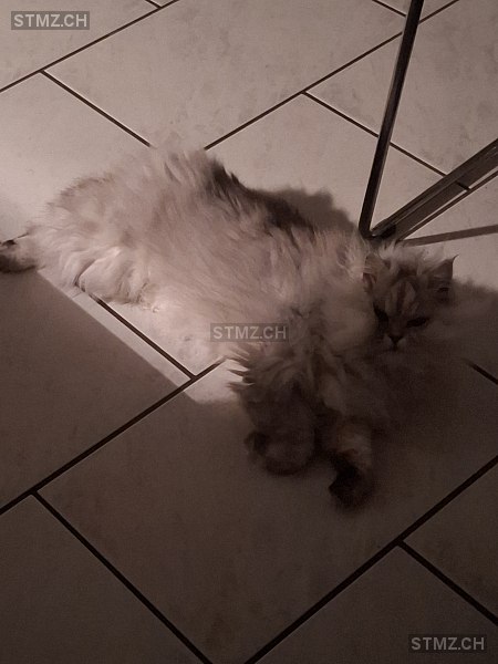 Hallie Von kaenel — Perser ♂, Missing since 23.04.2026, Gränichen (AG)