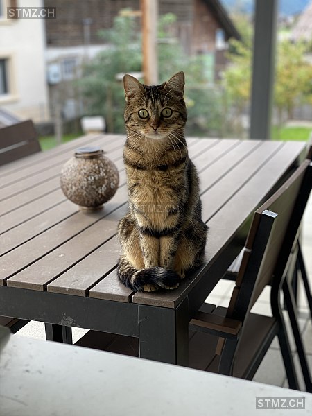 Kiri — Hauskatze ♀, Missing since 16.04.2026, Meiringen (BE)