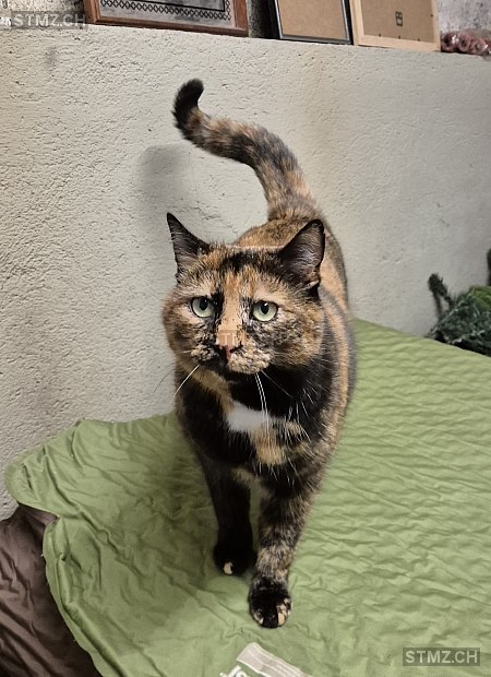 Nikita — Hauskatze ♀, Missing since 17.03.2026, Mühlethal (AG)