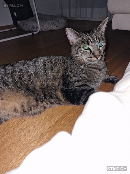 Brain — Hauskatze ♂, Missing since 20.04.2026, Bern (BE)