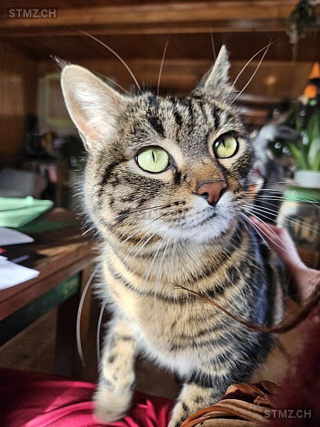 Mata — Hauskatze ♀, Missing since 16.04.2026, Scharnachtal (BE)