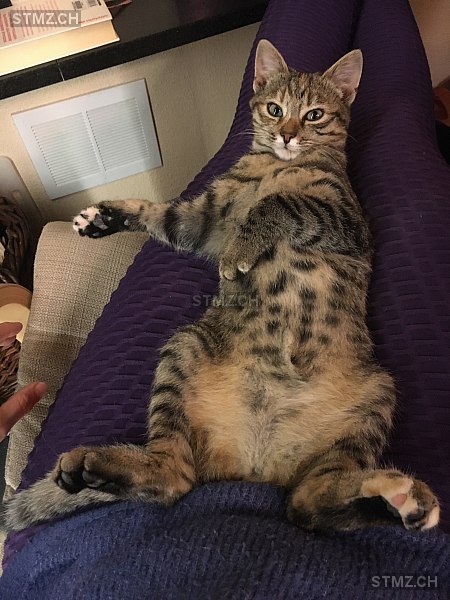 Capuche — Hauskatze ♀, Missing since 19.04.2026, Evilard (BE)