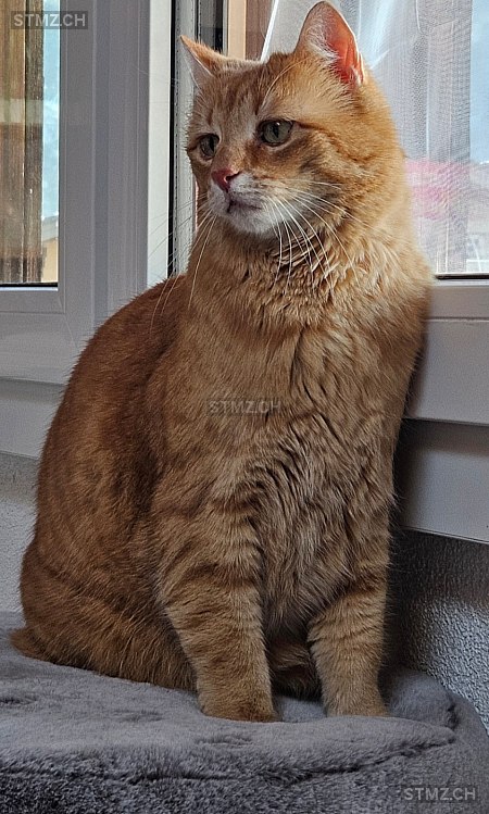 Garfield — Hauskatze ♂, Missing since 24.04.2026, Brienz BE (BE)