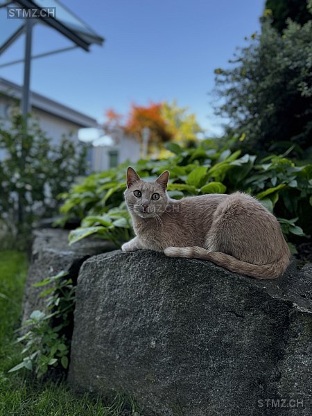 Taio — Hauskatze ♂, Missing since 22.04.2026, Bettwil (AG)