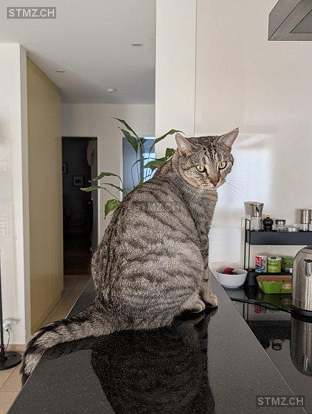 Jean-Jacques (Shoshi) — Katze ♂, Missing since 22.04.2026, Eglisau (ZH)