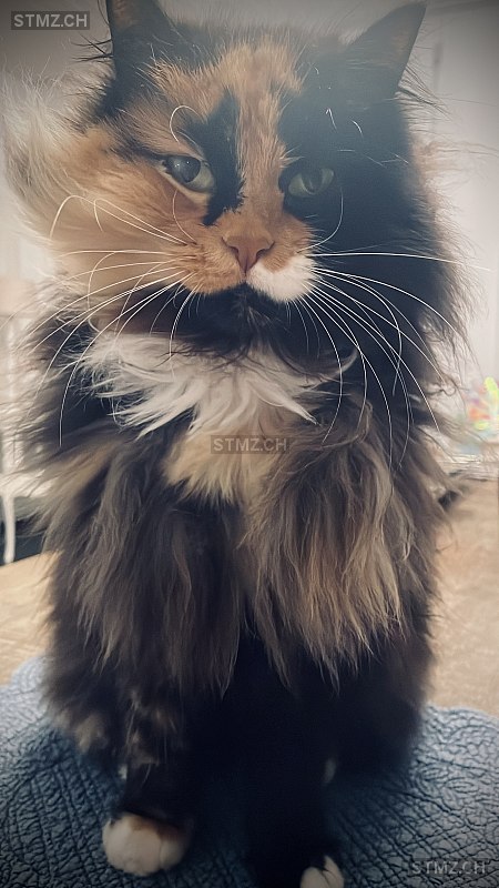 Josie — Hauskatze ♀, Missing since 23.04.2026, Kastanienbaum (LU)