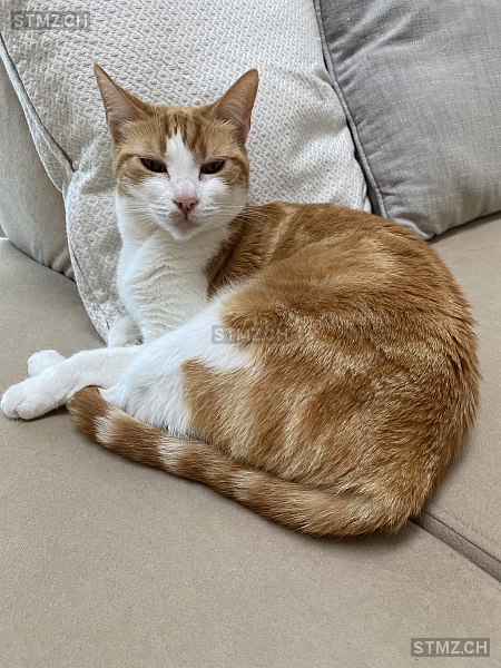 Evie — Hauskatze ♀, Missing since 22.04.2026, Richterswil (ZH)