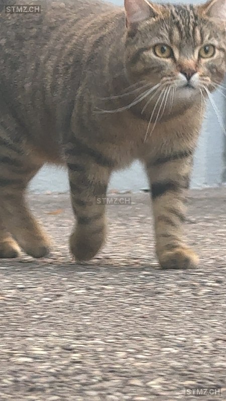 Jamal/Kotja — British Kurzhaar ♂, Missing since 17.04.2026, Hölstein (BL)