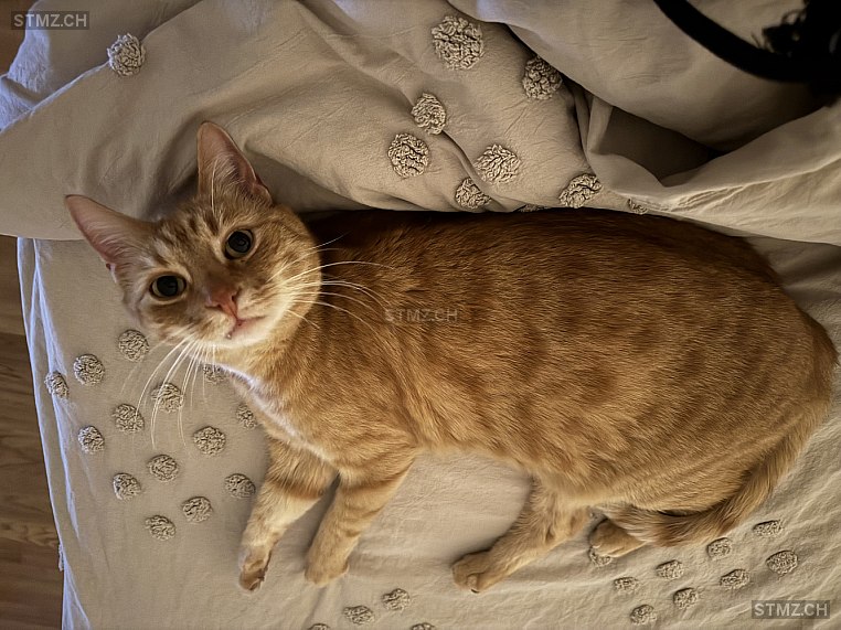Spike — Hauskatze ♂, Missing since 23.04.2026, Dielsdorf (ZH)
