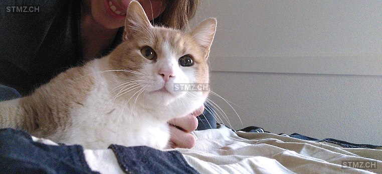 Mäxli — Hauskatze ♂, Missing since 23.04.2026, Schönenwerd (SO)