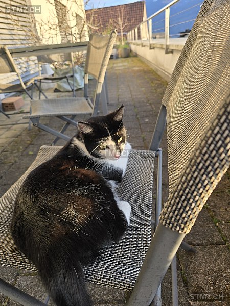Merlin — Hauskatze ♂, Missing since 22.04.2026, Walchwil (ZG)
