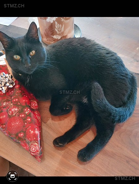 Nora — Hauskatze ♀, Missing since 02.04.2026, Reutigen (BE)