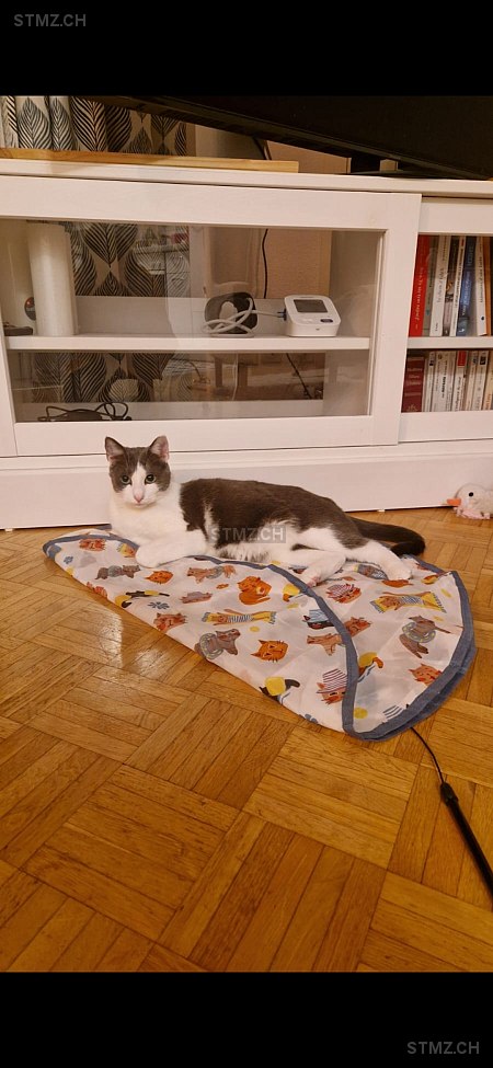 Ullyse — Hauskatze ♂, Missing since 23.04.2026, Villars-sur-Glâne (FR)