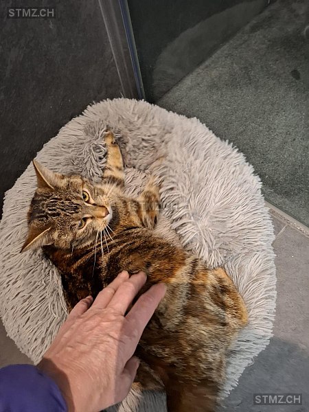 Sofia — Hauskatze ♀, Missing since 22.04.2026, Röthenbach Herzogenbuchsee (BE)