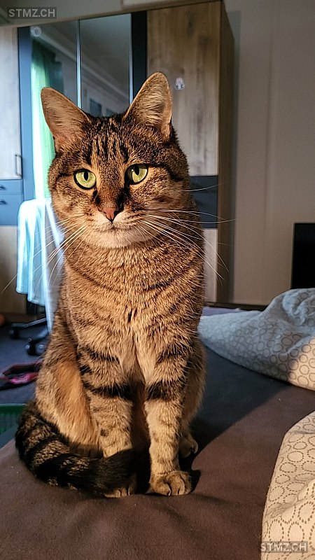 Yori — Hauskatze ♂, Missing since 23.04.2026, Brunnen (SZ)