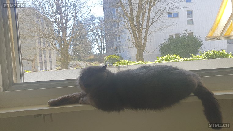 Gismo — Exotisch Kurzhaar ♂, Missing since 21.04.2026, Langenthal (BE)
