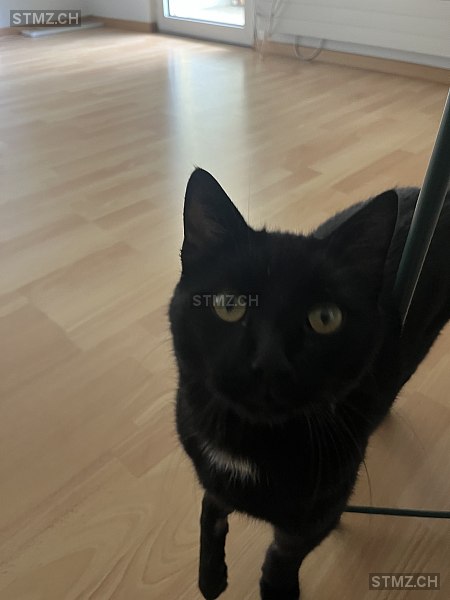 Merlin — Hauskatze ♂, Missing since 22.04.2026, Reiden (LU)
