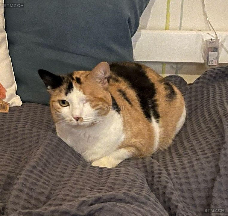 Stritzi — Hauskatze ♀, Missing since 24.04.2026, Oftringen (AG)