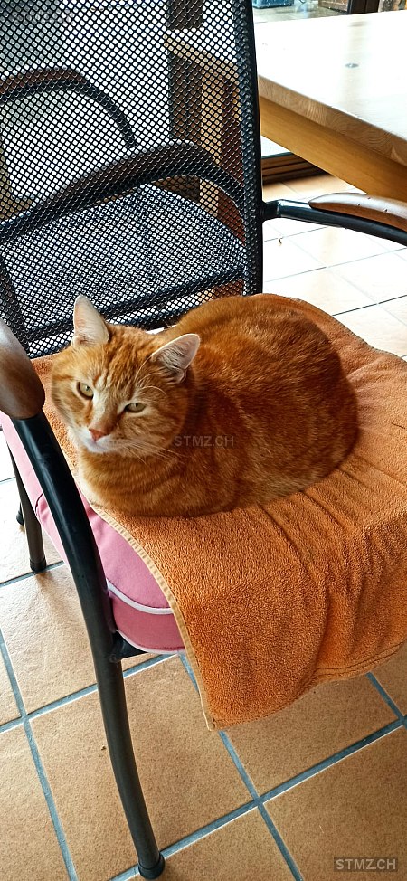 Chili — Hauskatze ♂, Missing since 24.04.2026, Romanshorn (TG)