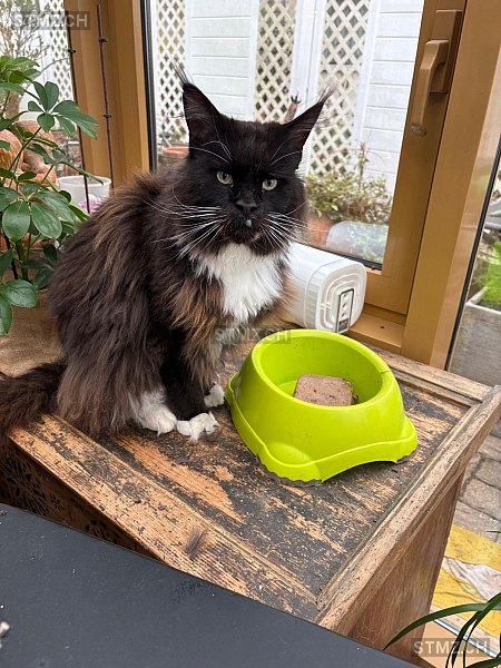 Kratos — Maine Coon ♂, Missing since 19.04.2026, Holderbank AG (AG)
