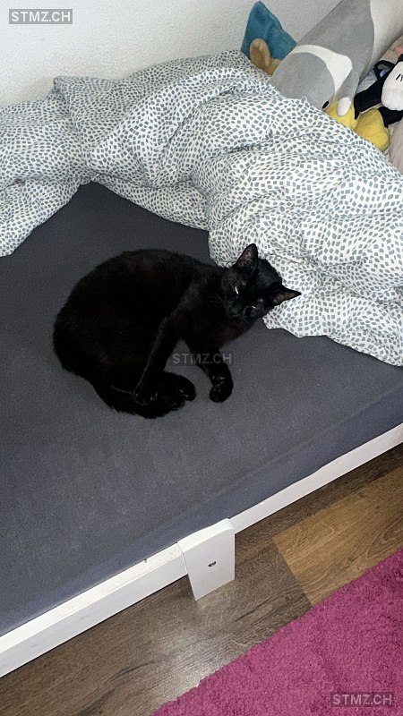 Ginny — Hauskatze ♀, Missing since 20.04.2026, Degersheim (SG)