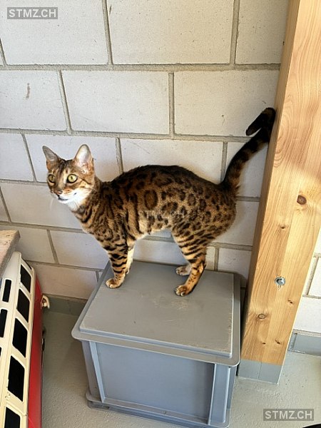 Venisha — Bengalen ♀, Missing since 24.04.2026, Mümliswil (SO)